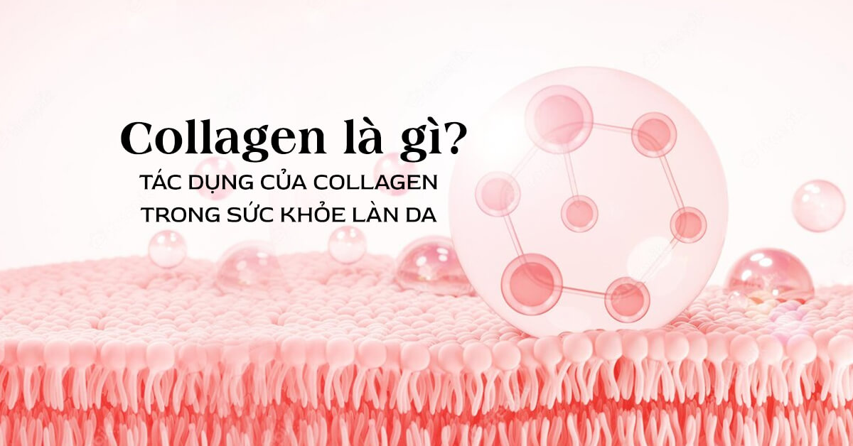 Collagen l g? Tc dng ca collagen trong sc khe ln da